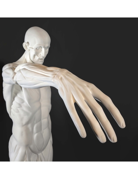 The Flayed man or l'Ecorché, inspired by Jean-Antoine Houdon The Flayed man or l'Ecorché, inspired by Jean-Antoine Houdon