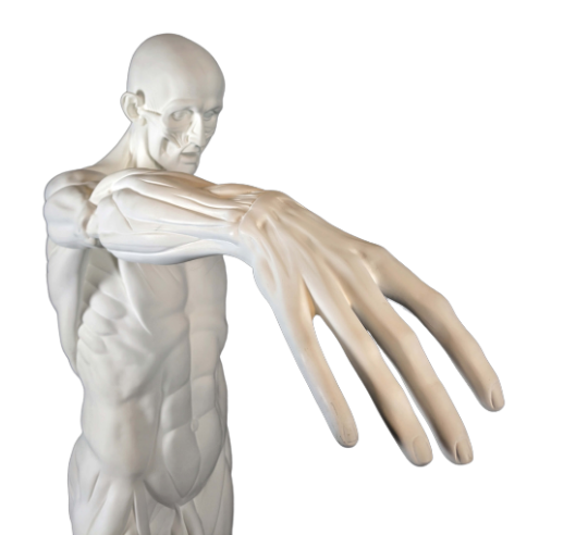 El Desollado o l'Écorché, inspirado por Jean-Antoine Houdon