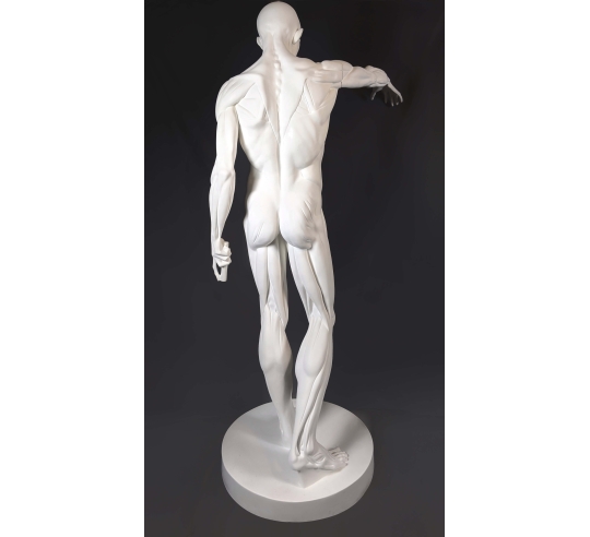 L'Écorché, par Jean-Antoine Houdon