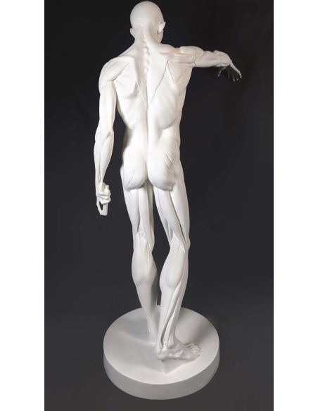 L'Écorché, par Jean-Antoine Houdon L'Écorché, par Jean-Antoine Houdon