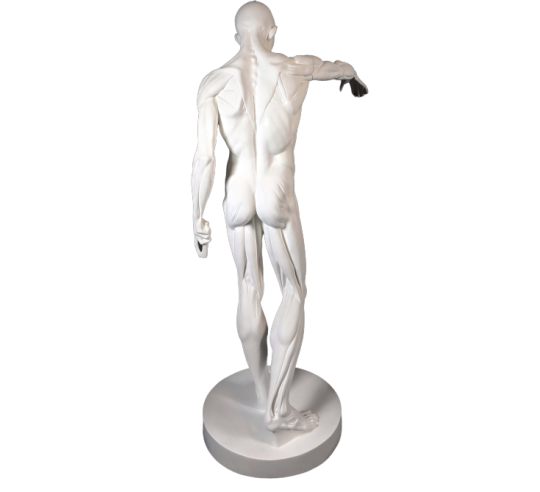 El Desollado o l'Écorché, inspirado por Jean-Antoine Houdon