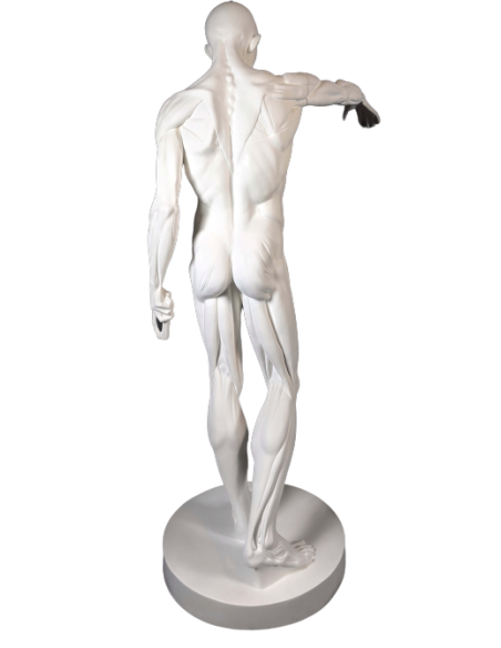 El Desollado o l'Écorché, inspirado por Jean-Antoine Houdon