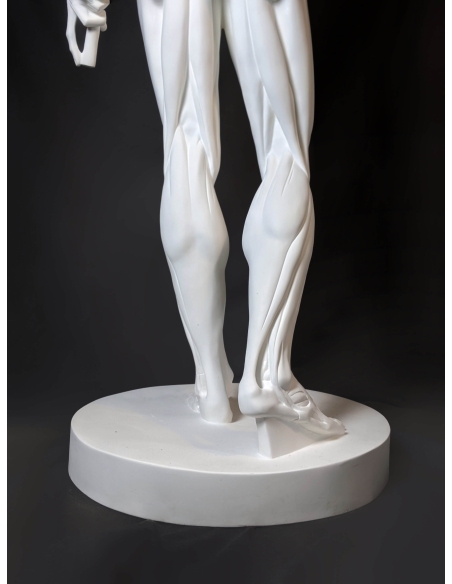 L'Écorché, par Jean-Antoine Houdon L'Écorché, par Jean-Antoine Houdon