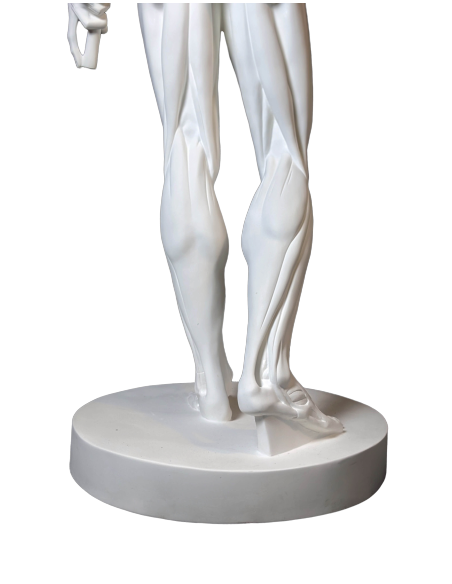 L'Écorché, par Jean-Antoine Houdon L'Écorché, par Jean-Antoine Houdon