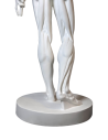 The Flayed man or l'Ecorché, inspired by Jean-Antoine Houdon