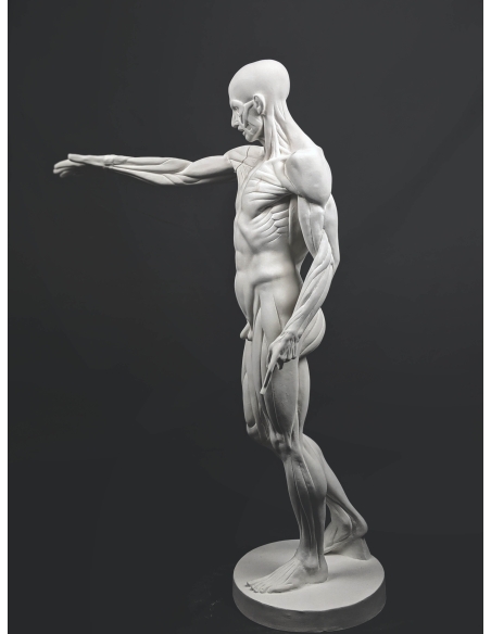 L'Écorché, bras droit tendu devant por Jean-Antoine Houdon