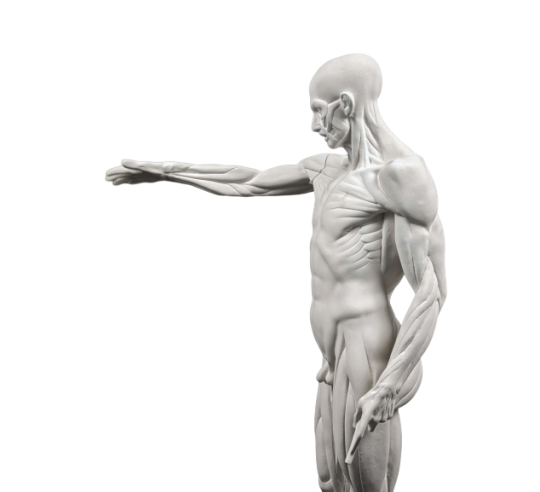 L'Écorché, bras droit tendu devant por Jean-Antoine Houdon