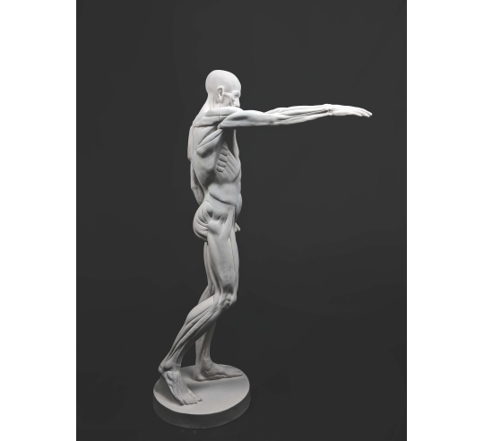 L'Écorché, bras droit tendu devant por Jean-Antoine Houdon