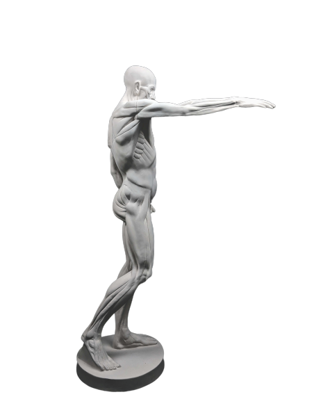 L'Écorché, bras droit tendu devant por Jean-Antoine Houdon