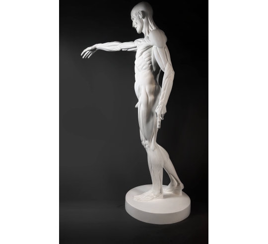 L'Écorché, bras droit tendu devant por Jean-Antoine Houdon