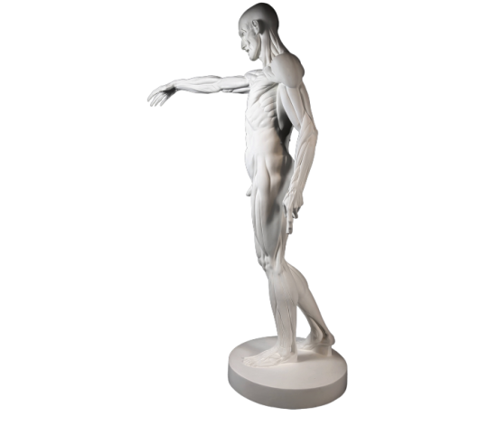 L'Écorché, bras droit tendu devant por Jean-Antoine Houdon