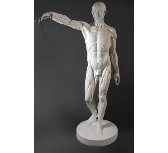 L'Écorché, bras droit tendu devant por Jean-Antoine Houdon