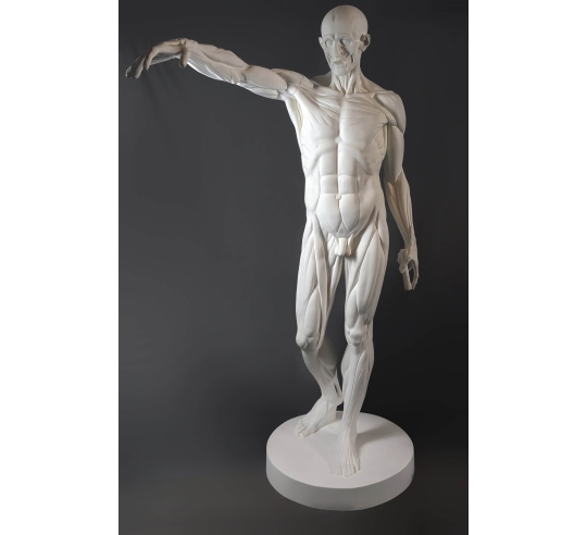 L'Écorché, bras droit tendu devant por Jean-Antoine Houdon