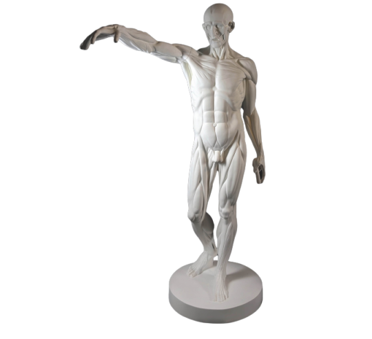 L'Écorché, bras droit tendu devant por Jean-Antoine Houdon