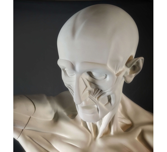 L'Écorché, bras droit tendu devant por Jean-Antoine Houdon