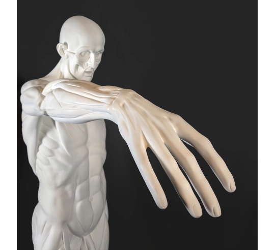 L'Écorché, bras droit tendu devant por Jean-Antoine Houdon