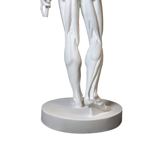 L'Écorché, bras droit tendu devant por Jean-Antoine Houdon